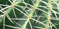 Close up of spikes on a cactus